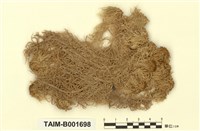 藏品(喙葉泥炭苔)的圖片